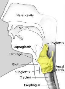 Medicine, Larynx, Trachea, Vocal Cords, Definition, Human Voice,  Epiglottis, Laryngitis transparent background PNG clipart | HiClipart