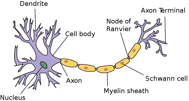 class IX science chapter 6 tissues - neuron