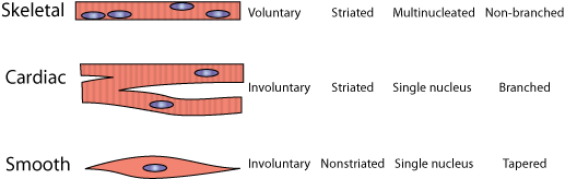 class IX chapter 6 tissues muscles